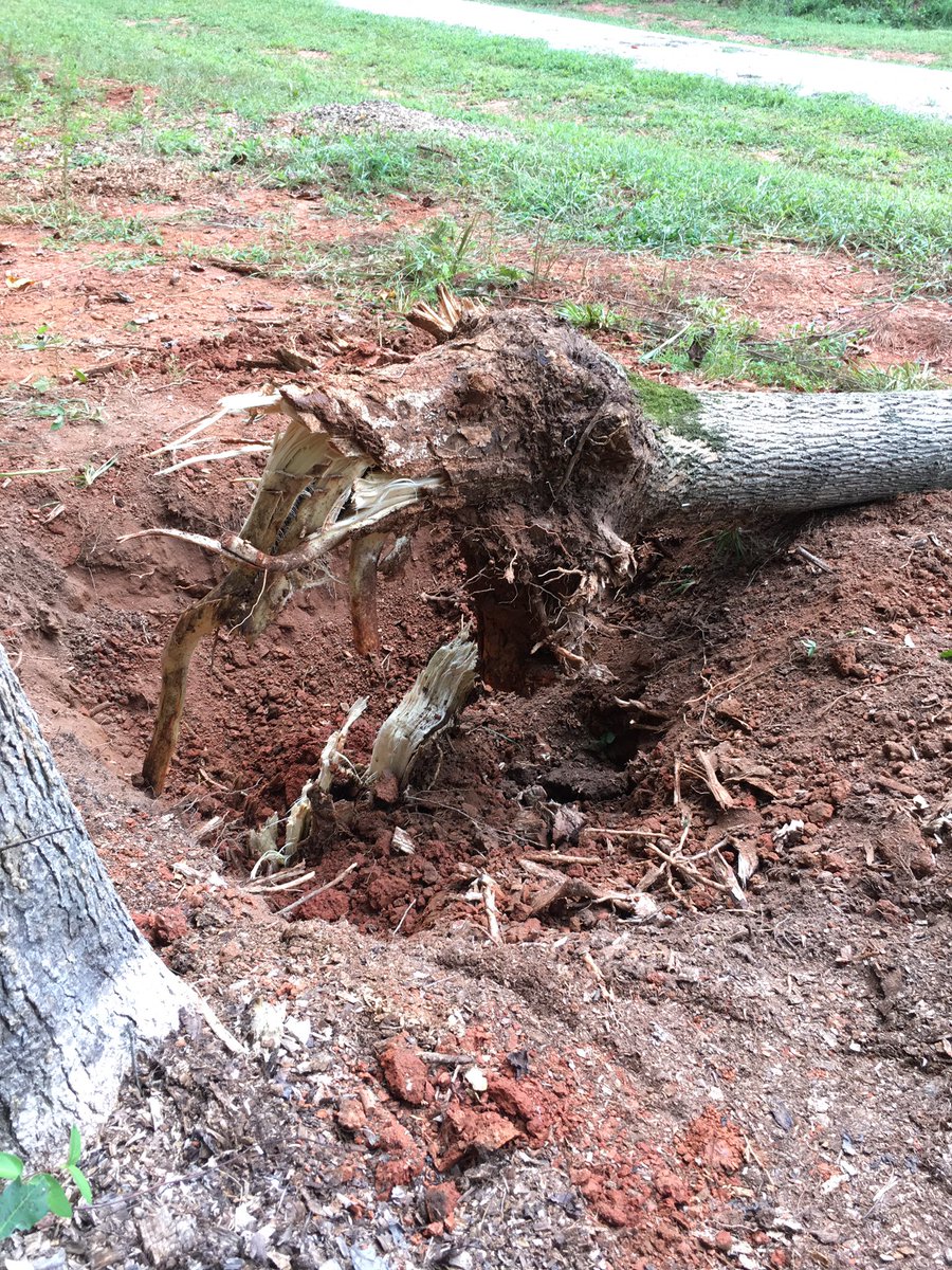 ForestToFarm's tweet image. You guys won't believe how we got this 60' tree out of the ground! Video coming soon.