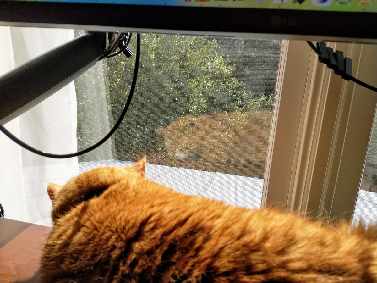 lgleasain's tweet photo. My @PurrProgramming partner likes the new #vertdesk. https://t.co/VT8eOkMGCM