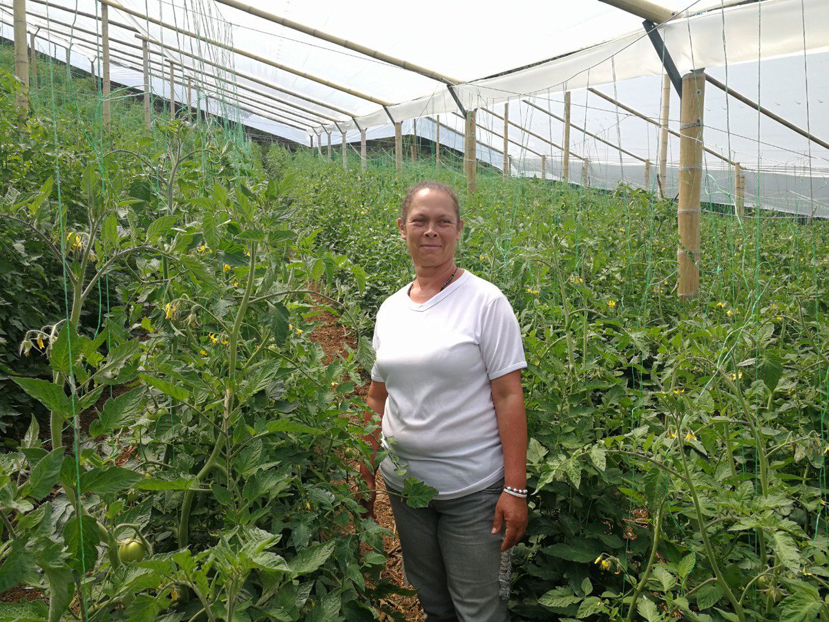 CNLGold's tweet photo. 6 familias de la vereda La Ciénaga, de Giraldo, Antioquia, sembraron recientemente 4 mil matas en el invernadero de tomate, proyecto que hace parte de nuestro programa Siembra Futuro, en alianza con la alcaldía, el #TECOC y @ComfenalcoAnt #MineríaModerna #MineríaBienHecha https://t.co/ZNeyhfn7mN