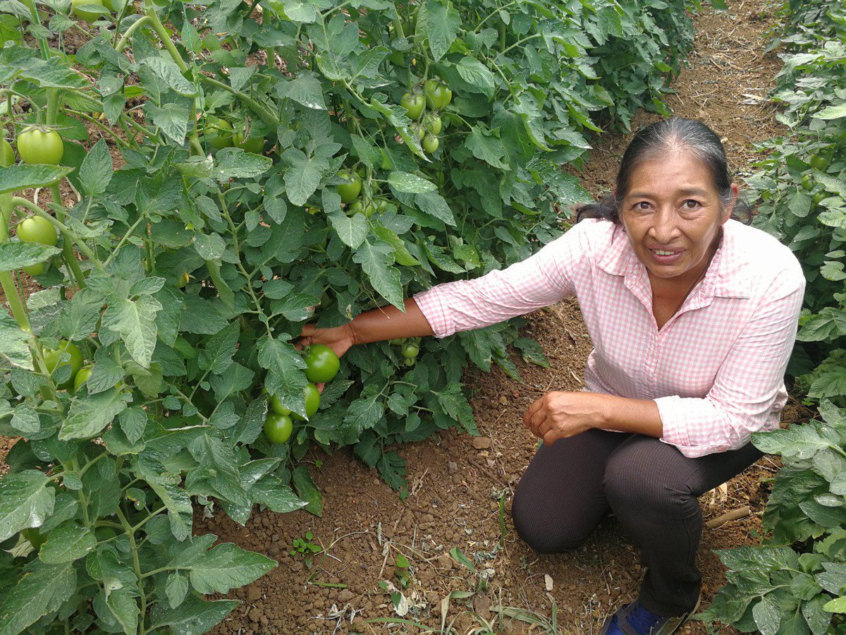 CNLGold's tweet photo. 6 familias de la vereda La Ciénaga, de Giraldo, Antioquia, sembraron recientemente 4 mil matas en el invernadero de tomate, proyecto que hace parte de nuestro programa Siembra Futuro, en alianza con la alcaldía, el #TECOC y @ComfenalcoAnt #MineríaModerna #MineríaBienHecha https://t.co/ZNeyhfn7mN
