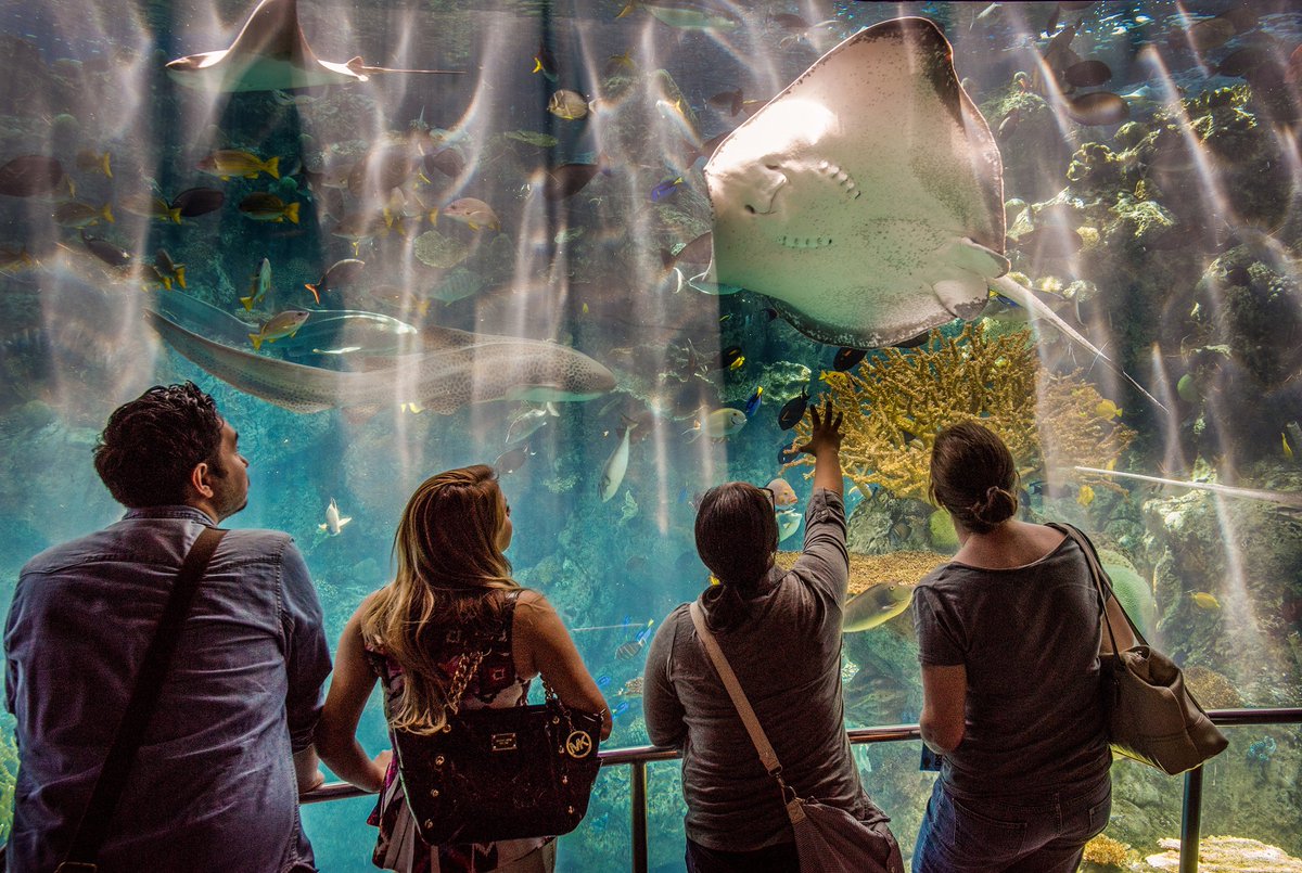 Business Travelers, if you're planning on bringing the family when you #MeetinLB, treat your kids to a fun educational travel experience! Head to <a href="/aquariumpacific/">Aquarium of the Pacific</a> where kids can take a Junior Biologist class or even a Job Shadow class! Learn more: bit.ly/2upjKTY <a href="/VisitCA/">Visit California</a>