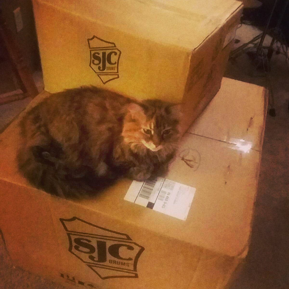 smithpercussion's tweet image. Exciting things are happening!! Even Willow is marginally bemused! #sjcdrums #sjcfamily #cat #drumcat #musiccat #drums #whatsinthebox #musiclessons #drumlessons #fortwayne #indiana #smithpercussion
