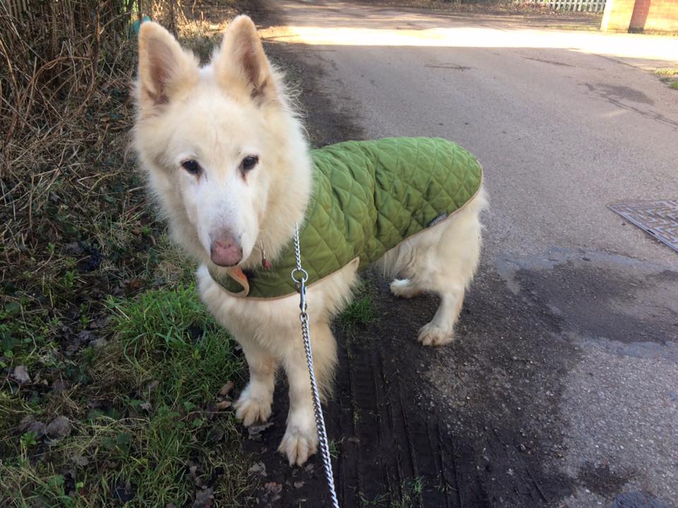 gsrescueelite tweet picture