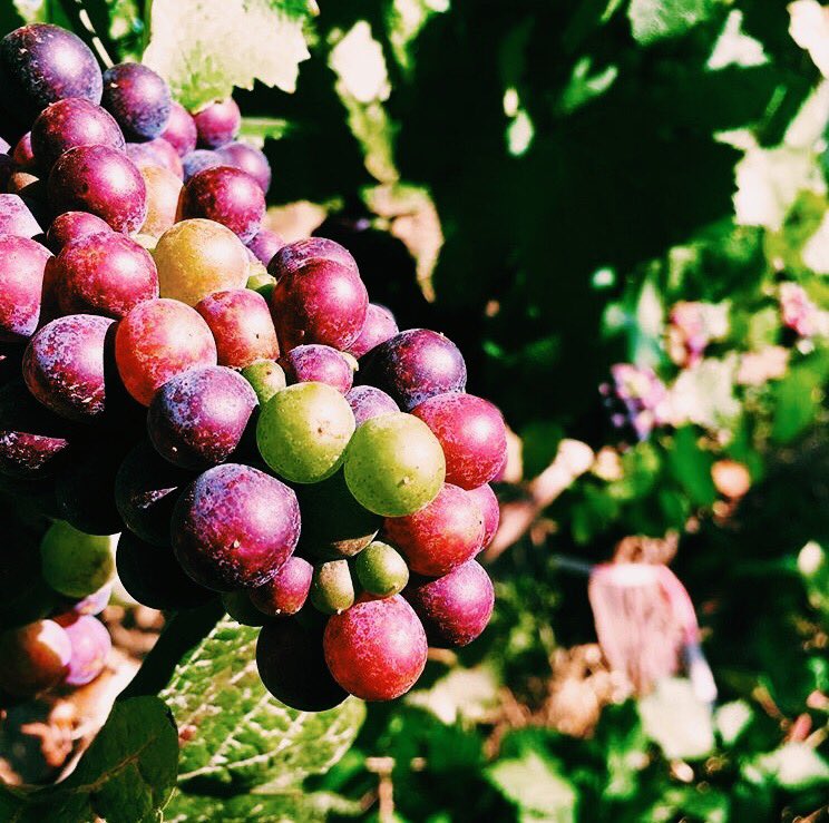 With #véraison happening in the valley, harvest is only a few short weeks away! 📷 <a href="/BrickHouseWines/">Doug Tunnell</a>