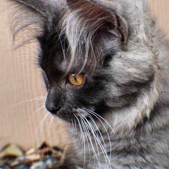 KitsuneSFC's tweet photo. #whiskerswednesday #manekineko #maneki .
.
.
.
.
#adventurecat #epicadventurecat #epicadventure #explore #greatoutdoors #catonleash #siberiancat #epiccatchronicles #hiking #siberian #epiccat #catsofworld #catastic #awesome #followadventurecats
#kitten https://t.co/Sz9c44GVb1 https://t.co/Lw3nYKzOTB