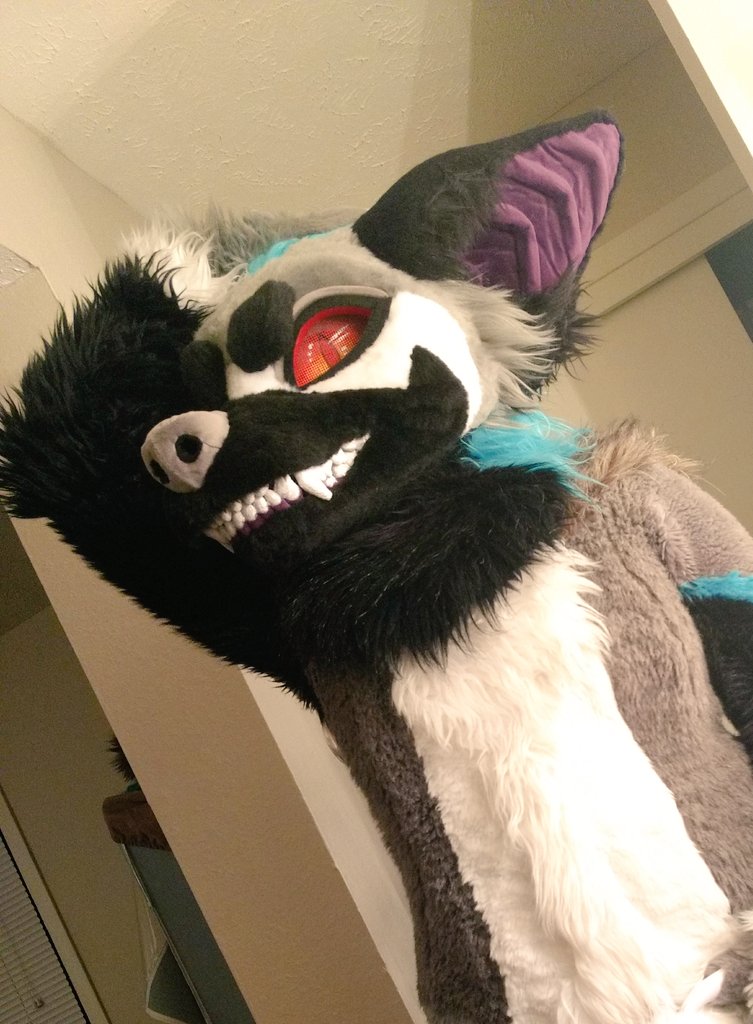 FoxRayne13's tweet photo. "Caught you staring, haha 😉"
Happy hump day 🐾
.
#furry #fursuit #teeth #humpday #fursona https://t.co/uAQZrIExu2
