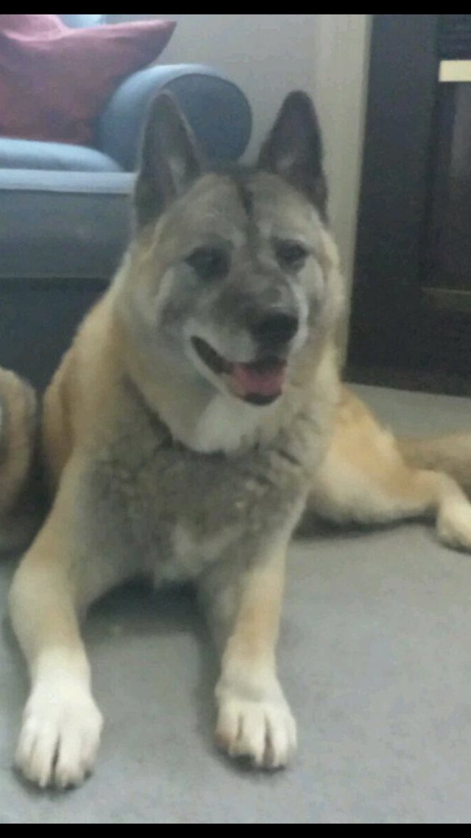 bigfootbowman's tweet photo. RIP my friend. Thanks for 13-years of unconditional love and loyalty https://t.co/zl6kroh0s0