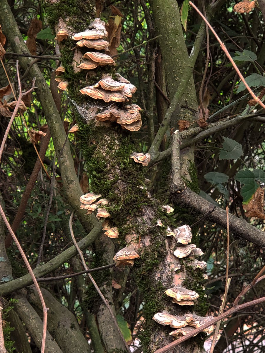 We spotted some lovely "Turkey Tails" outside the office this morning! 
#theresafungusamongus #shrooms #mycology #mushlove #shroomies #mycophile #mushroomspotting