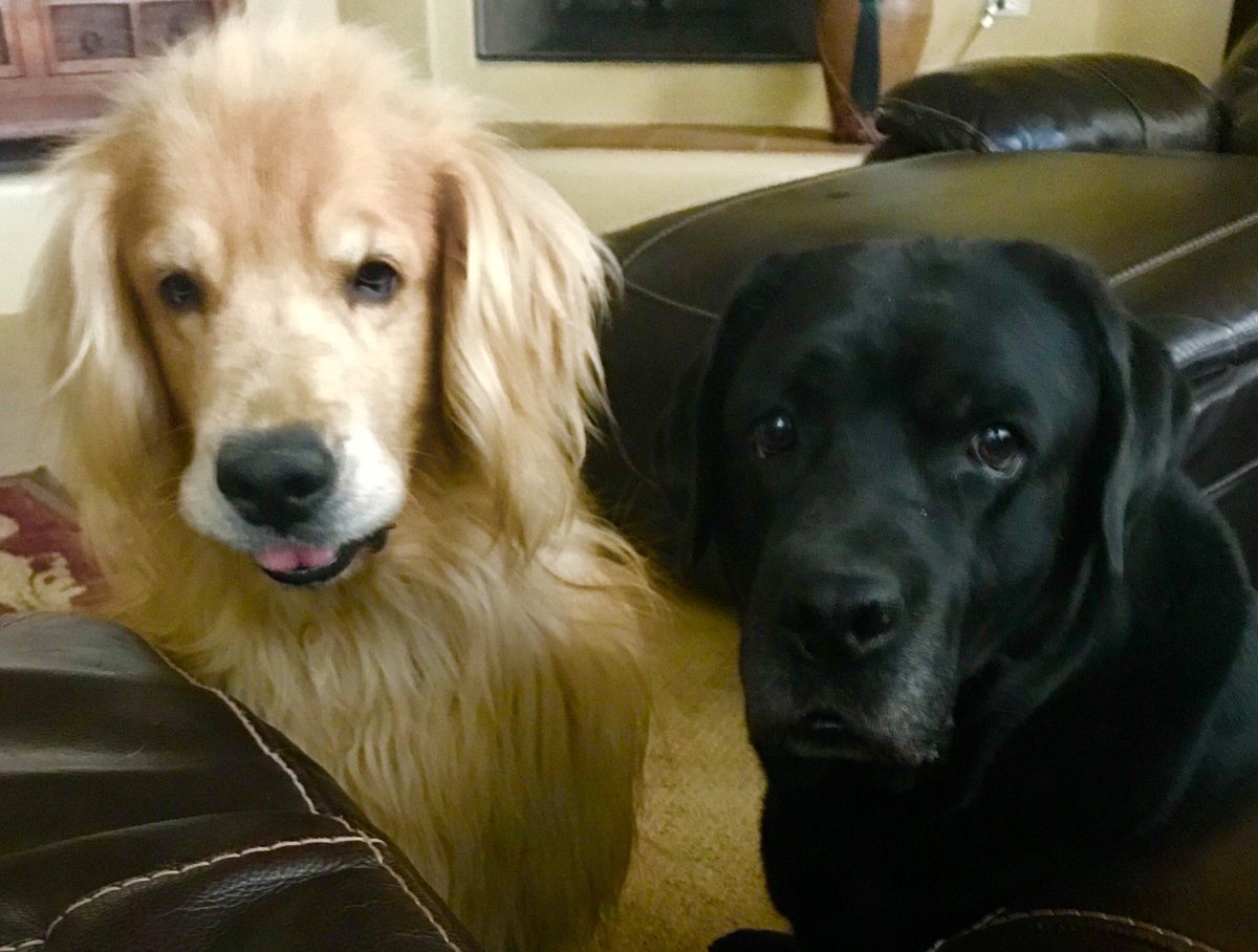 vijayasankarv's tweet photo. My audience as I am practicing for a presentation tomorrow :) https://t.co/UKWRmk6TFR