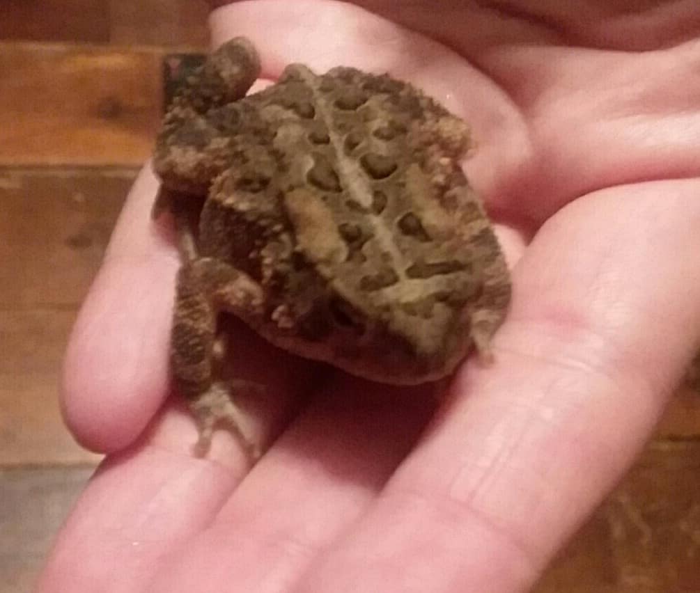 punkybear1969's tweet photo. The road that lives in my garden  august 15th 2018. #toads #frogs https://t.co/Ef98tMUCrR