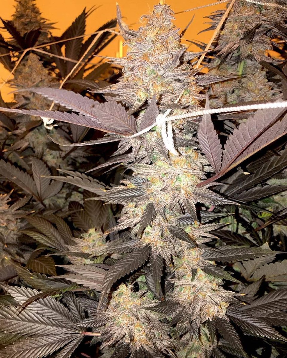 Sol_Seeds's tweet photo. Bisti Badlands
Bred By: @cultclassicsseed
Lineage: Old Mans’ Purple X OGKB X Wet Dream
#Repost 
that organic beast mode! 
#bistibadlands 
#oldmanspurp x #ogkb x #wetdream 
grower @quantum_oregon 
picture by @networkpdx
#solseeds #thatsfire #itsalifestyle #trichomes #highsociety https://t.co/lnns00BWva