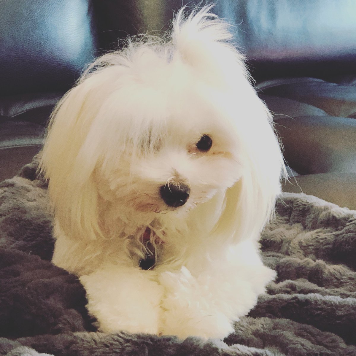 RedHopeLLC's tweet image. My assistant, Lillee, a Coton De Tulear #servicedog ... She’s a love even with bedhead ha! Follow HER travels on IG at @lilleecotonprincess and our amazing clothing at @redhopellc 😍