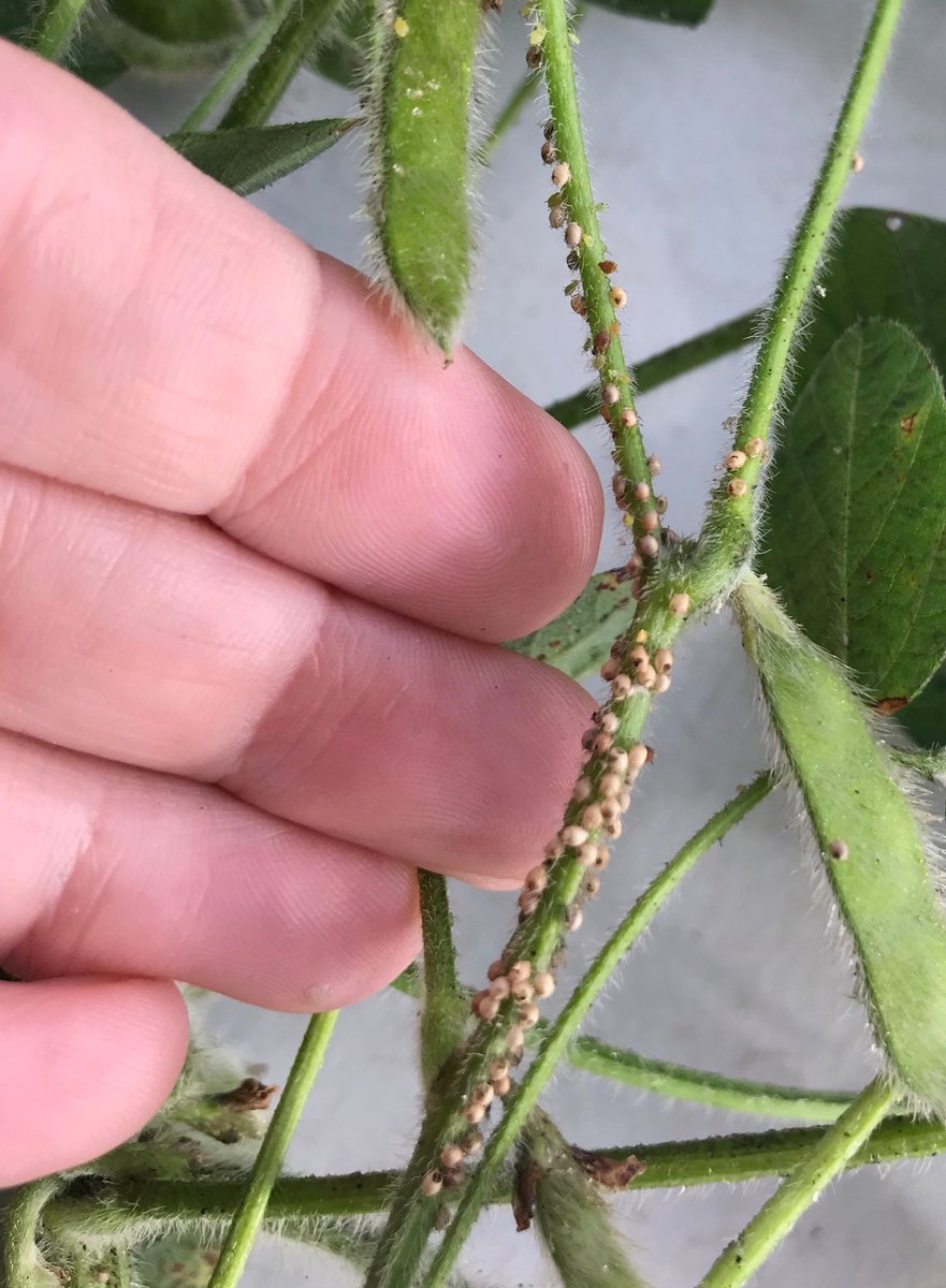 Biocontrol at work at ⁦<a href="/ISUFieldLab/">ISUField Extension Education Laboratory</a>⁩. An impressive amount of mummified soybean aphids. Bet ⁦<a href="/erinwhodgson/">Erin Hodgson</a>⁩ is HAPPY to see this!