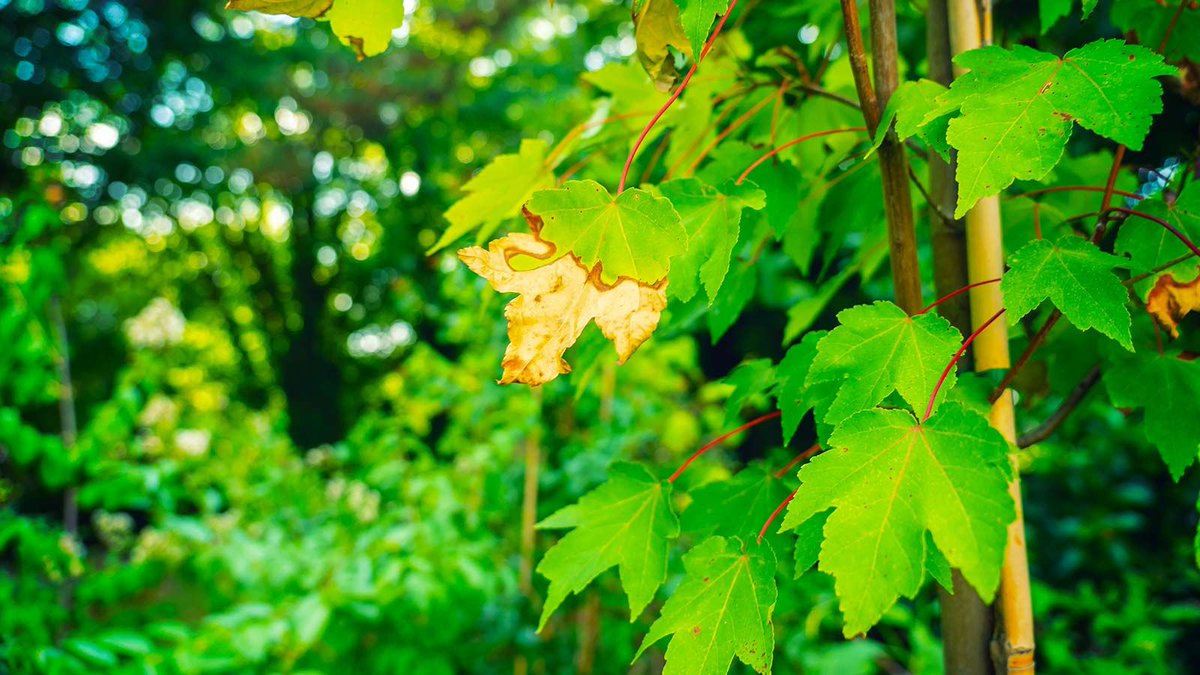 Don't want to overwater your plants? Trying to conserve water? Here's how to tell if they NEED to be watered: buff.ly/2MpZhIM