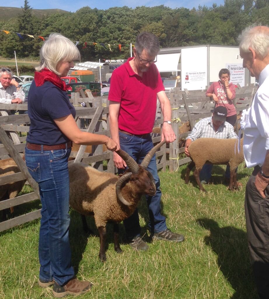 Someone has sent me a photo of my beautiful shearling ram that won best overall ram and reserve champion at the Royal Manx Show, being held by 2 friends #manxloaghtan #RoyalManx #nativebreeds #isleofman