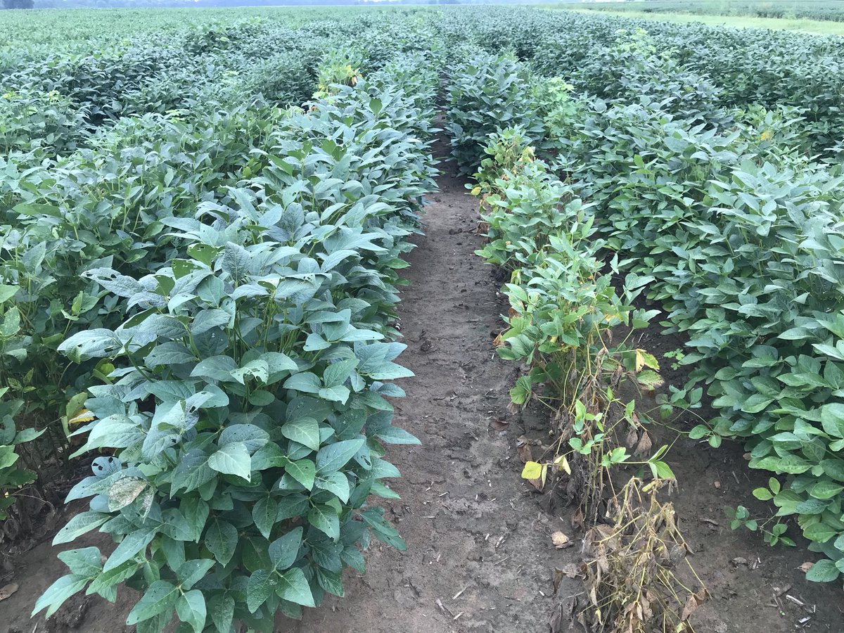travisfaske's tweet photo. One row plots of variety test in RKN field.  Susceptible bean on right.  I bet it cuts less than 5 bu/A.  #nematodes https://t.co/POh75FxM6y