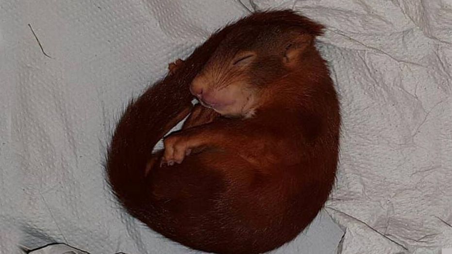 EmpireEmergency's tweet photo. German man calls police on 'very persistent' baby squirrel following him 😂#lighterside
https://t.co/YzUhBHehb2 https://t.co/NtDOez5ZGp