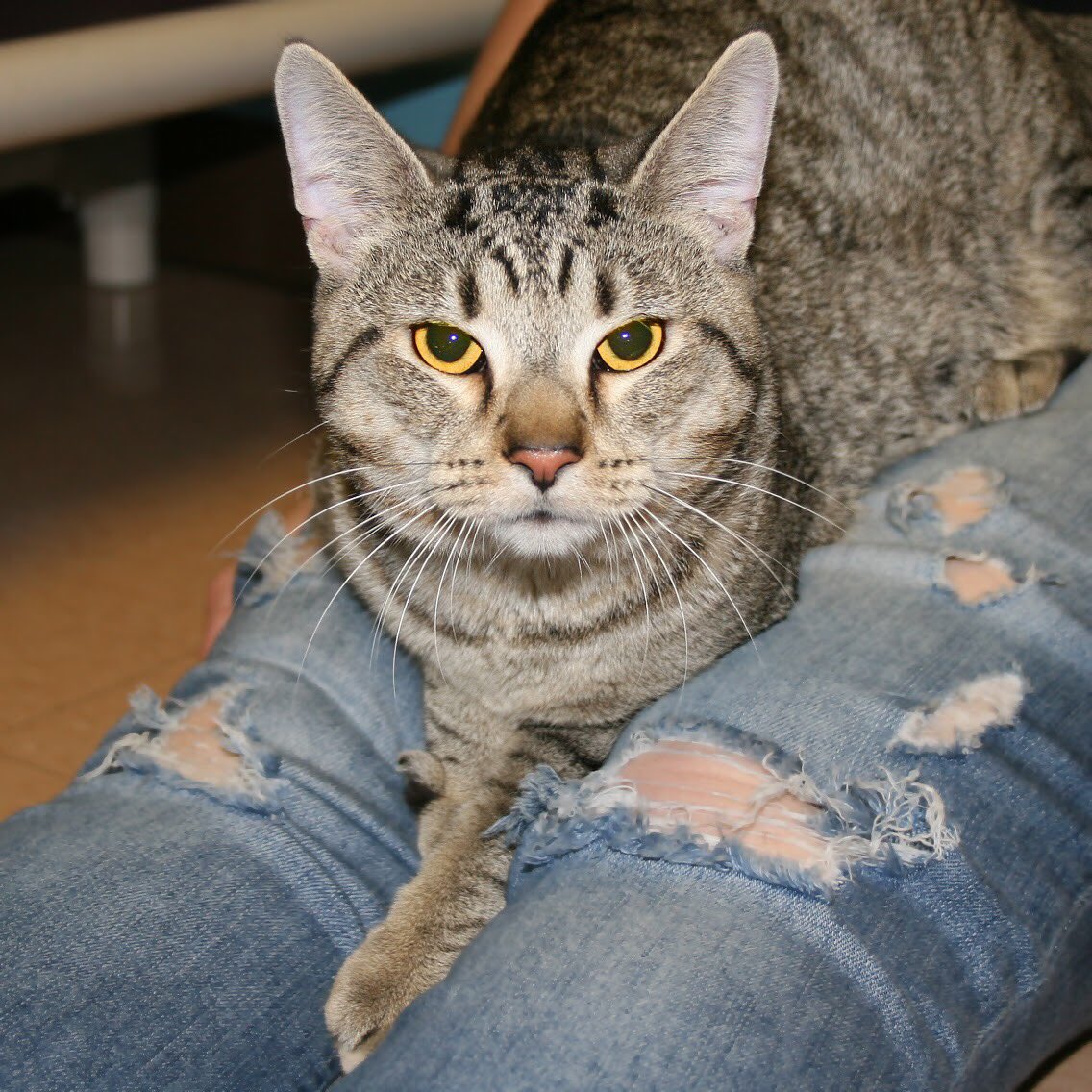 SCCAdoptionCtr's tweet photo. My name is Ricky, and I’m a 2-year-old male #domesticshorthair. If you’re looking for a mature, calm #furbaby, you came to the right place! Call or visit for more information about how to #takemehome. #rescue #sheltercat #strayrescue #adoptdontshop https://t.co/3bFSZhHYWc