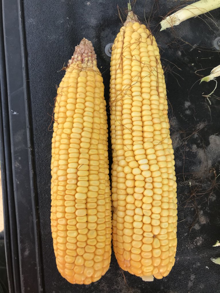 19rclydesdale's tweet photo. These two ears have the same number of kernals. Difference is the #soilhealth with biologicals. #NTexx #Nebraska #plant18
@PrimeDirt #Aurora #corntrials https://t.co/bjwoBYLc2i