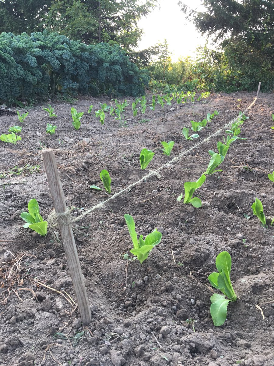 After planting 1000+ feet, this is the last lettuce planting of the year!