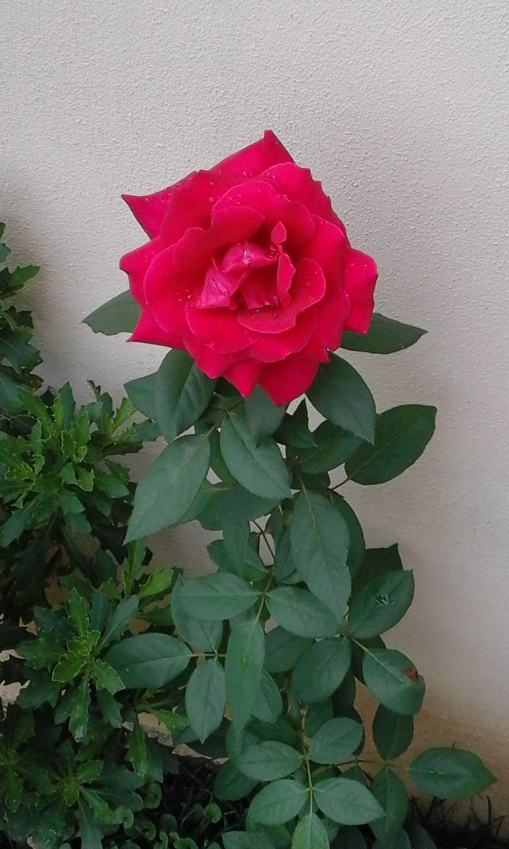 maddypez's tweet photo. Coltivata con amore https://t.co/fUZrkt68iv