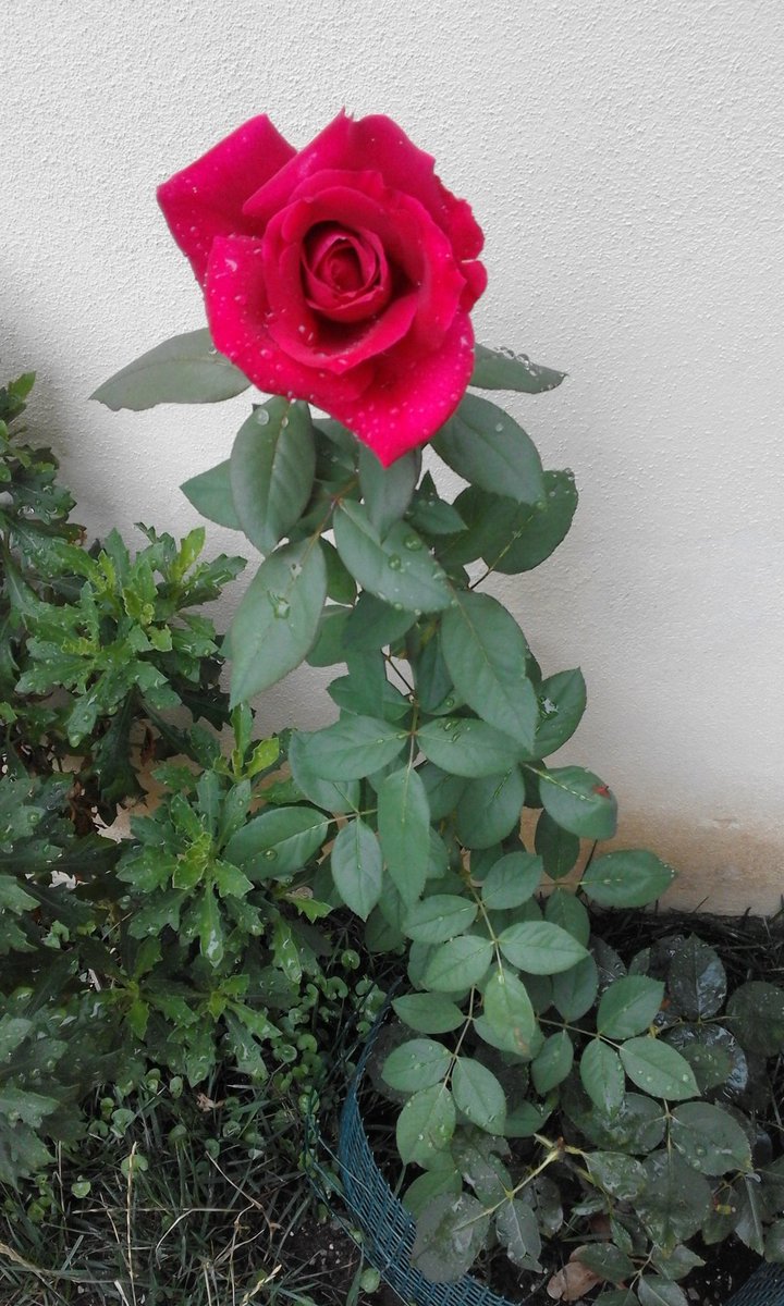 maddypez's tweet photo. Coltivata con amore https://t.co/fUZrkt68iv