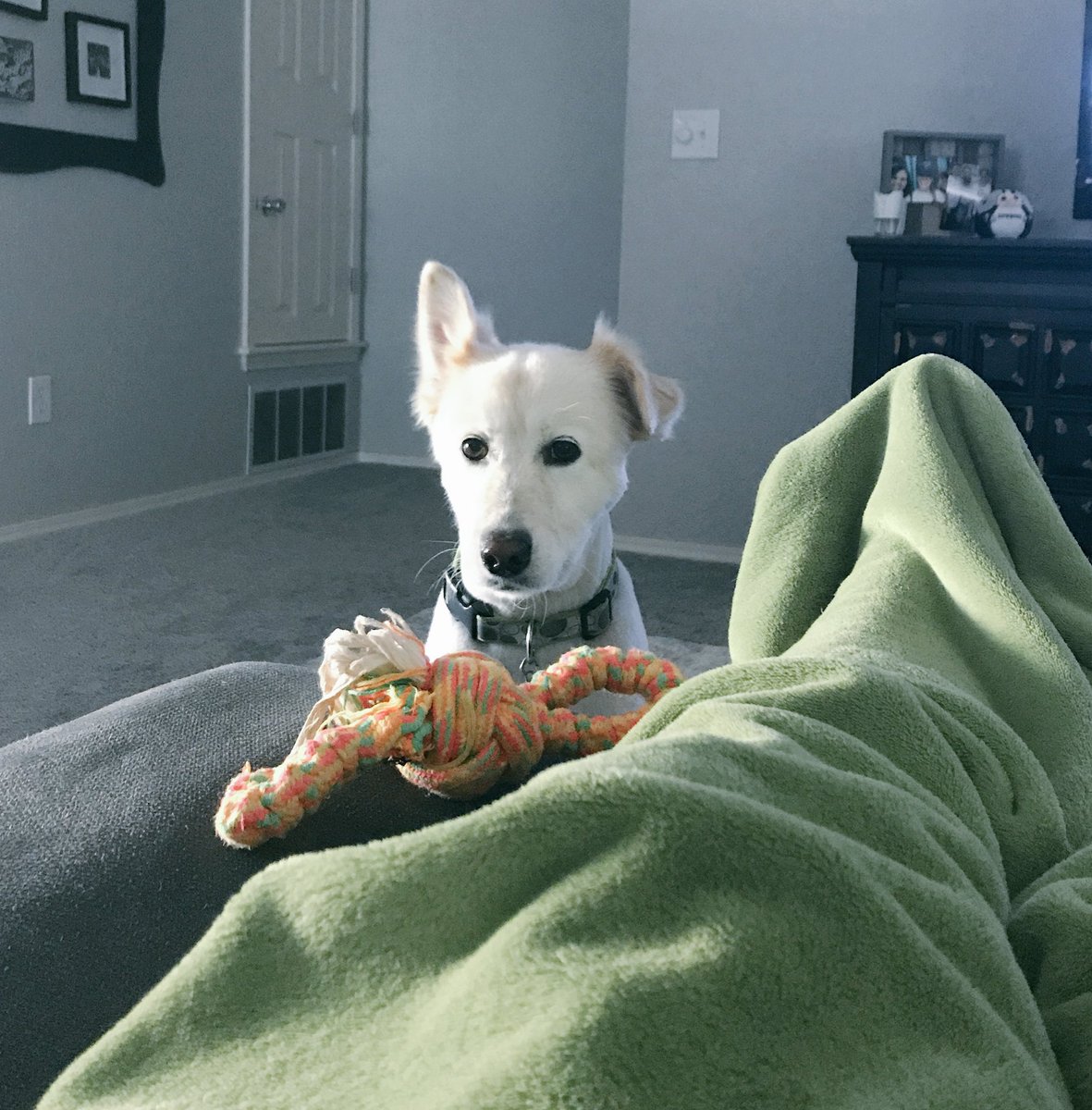 Coach_HD's tweet photo. I mean how can you resist this face... #DogMom #ThatEar😍 https://t.co/0Fz415C3O4