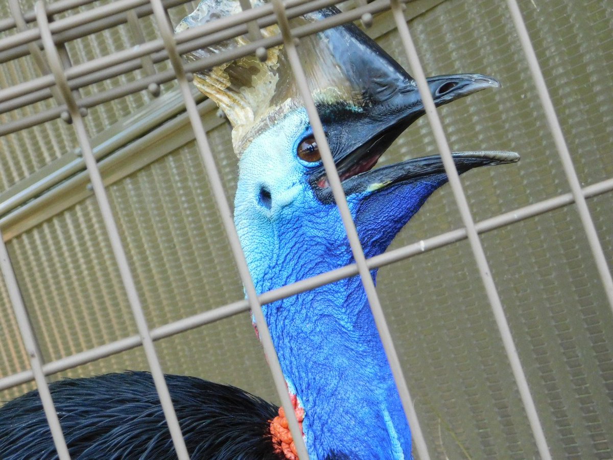 動物園初心者 東武動物公園 ヒクイドリさん こちらも初めて見ましたが 鳥類と恐竜がつながっている というのがよくわかるお顔でした かっこいい 東武動物公園 ヒクイドリ 動物園初心者 東武動物公園 ヒクイドリさん こちらも初めて見ましたが 鳥類と恐竜がつながっている というのがよくわかるお顔でした かっこいい 東武動物公園 ヒクイドリ