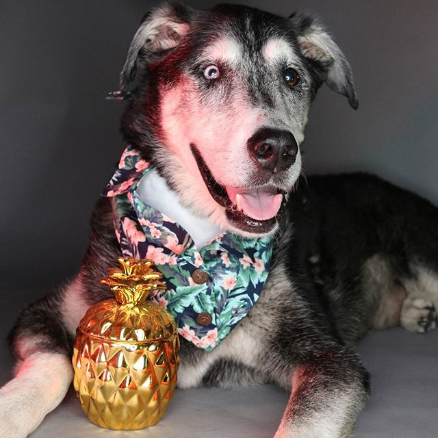 nicodoggerton's tweet image. It’s quite balmy these days, so I might as well dress like I’m on vacation. Heck — no work, sleeping all day — everyday is a vacation for me!
🌴
🍍
🌴
🍍
🌴
#petsofnyc #tropicaldog #dailydog #topdogphotos #barkhappy #ruffpost ift.tt/2BeXvpp