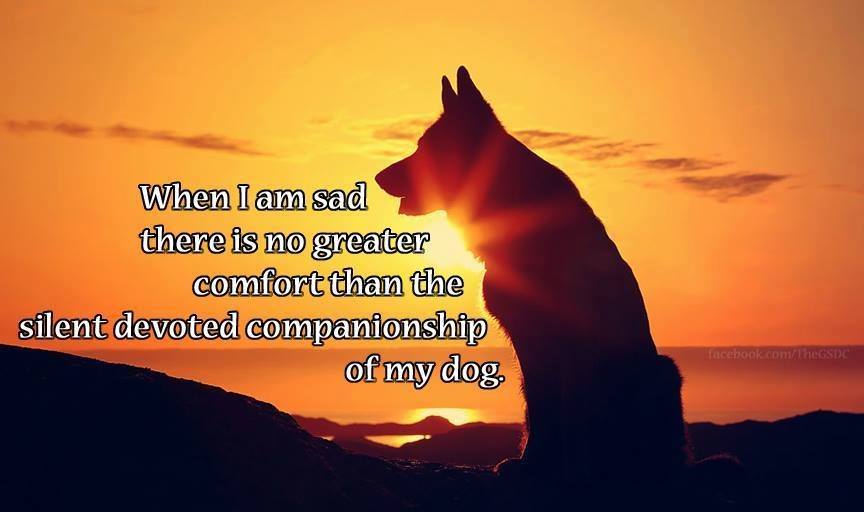 pinterestproann's tweet photo. Today's marketing strategy needs to make the consumer feel good. #Dogs are #1 for that. #pinterestpro https://t.co/TRJBS9ZItw