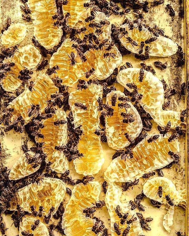 yzbeesofficial's tweet image. Another piece of ingenious bees architecture :).
.
.
.
.
.
.
. ------
Follow @yzbees
Credited by @greenvalleysuk
Envious photo.
Accessories beekeeping at yzbees
--------- ebay.to/2Odfq2g --------- #backyardbeekeepingballarat #commercialbeekeeping #beekeepingclass #portl…