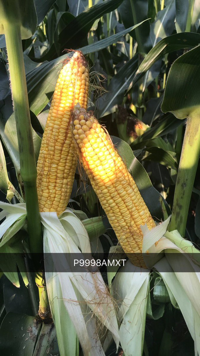 FaithLois12's tweet photo. #P9998AMXT having another great year in S WI and N IL. Strong performance across wide variety of environments in 2017, and continues to impress in the 99 CRM group in 2018. Looking forward to #Harvest18 with this on the team. @BobBerkevich @agronomyscott @Pille1895 @PioneerSeeds https://t.co/aNM5JuIruh