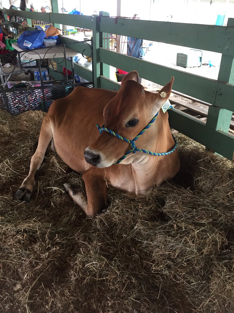 Great time at the Clarke County Fair! Congratulations to all those that show this week. Be sure to check out the fair!