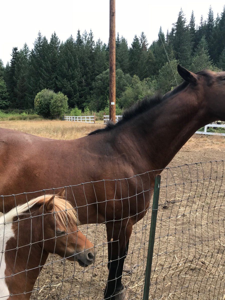 uplinkspyder's tweet photo. When your Marketing Managers go to a business meeting on a farm full of baby pigs, domesticated deer, and miniature horses... #cutenessoverload #dowehavetoleave 🙆♀💕🐷 https://t.co/IanDIi8VxM