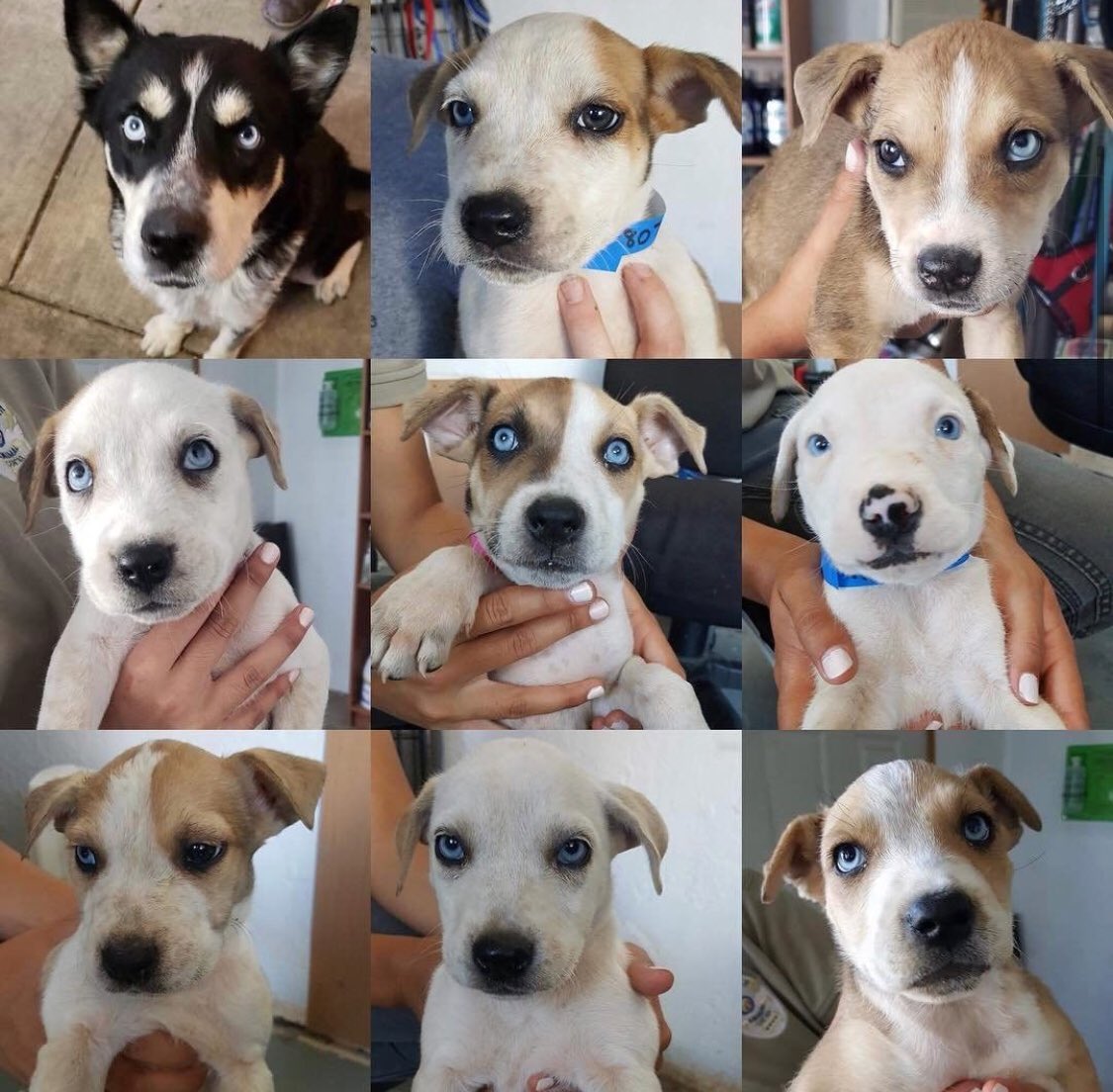All of these puppies were rescued from the California wildfires and are available for adoption @ilovefamilydog in San Francisco