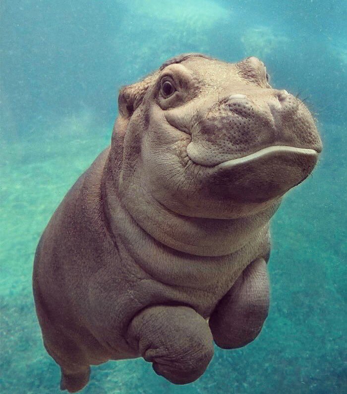 widowlandlife's tweet photo. Just a little hippo to brighten up your widow day. #widow #lonely #loss #hippo #cutethought #youmadeitthroughtheday #keepswimming #alone #widowlandlife https://t.co/VWnsmXdtJ8
