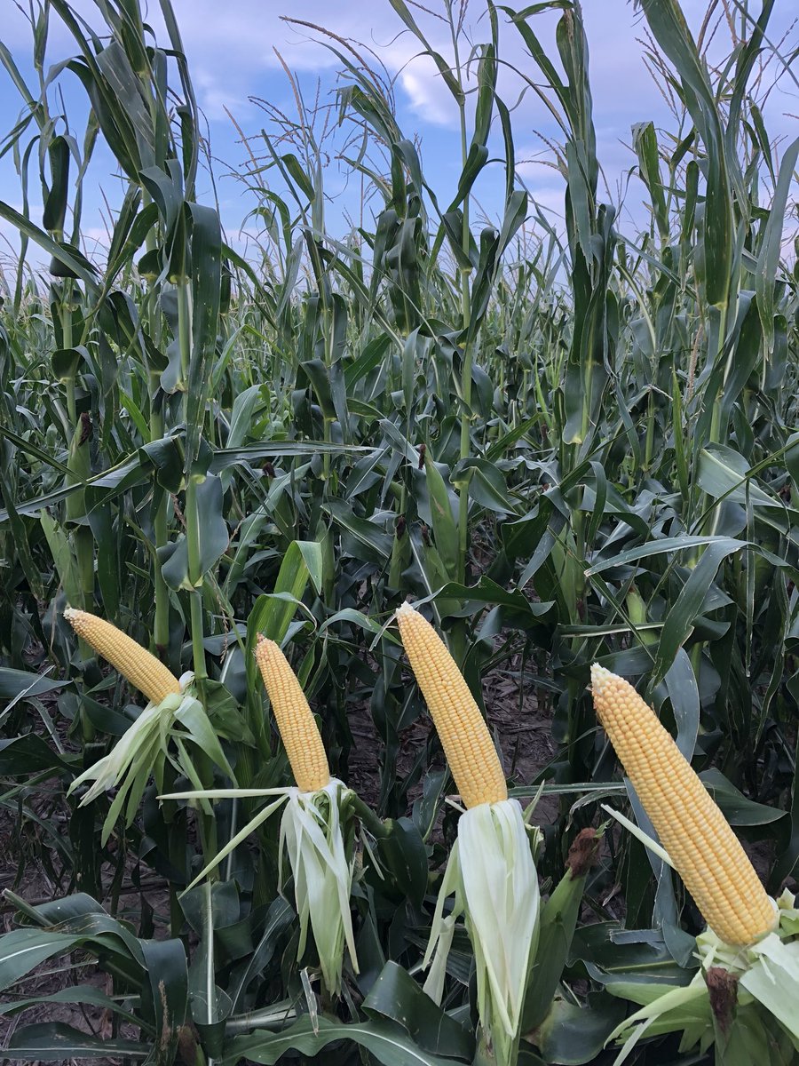 JonathanDansel's tweet photo. Walking my plots today taking notes...gonna be some heavy hitters in the 16 & 18K semi irrigated #corn plots from @LGSeeds and @Asgrow_DEKALB Could be wrong but think most will break 200 bu @ 18K drop, some at 16K even #lowpopmofia #earflex #ballbats #ROI https://t.co/ccznsqecCk