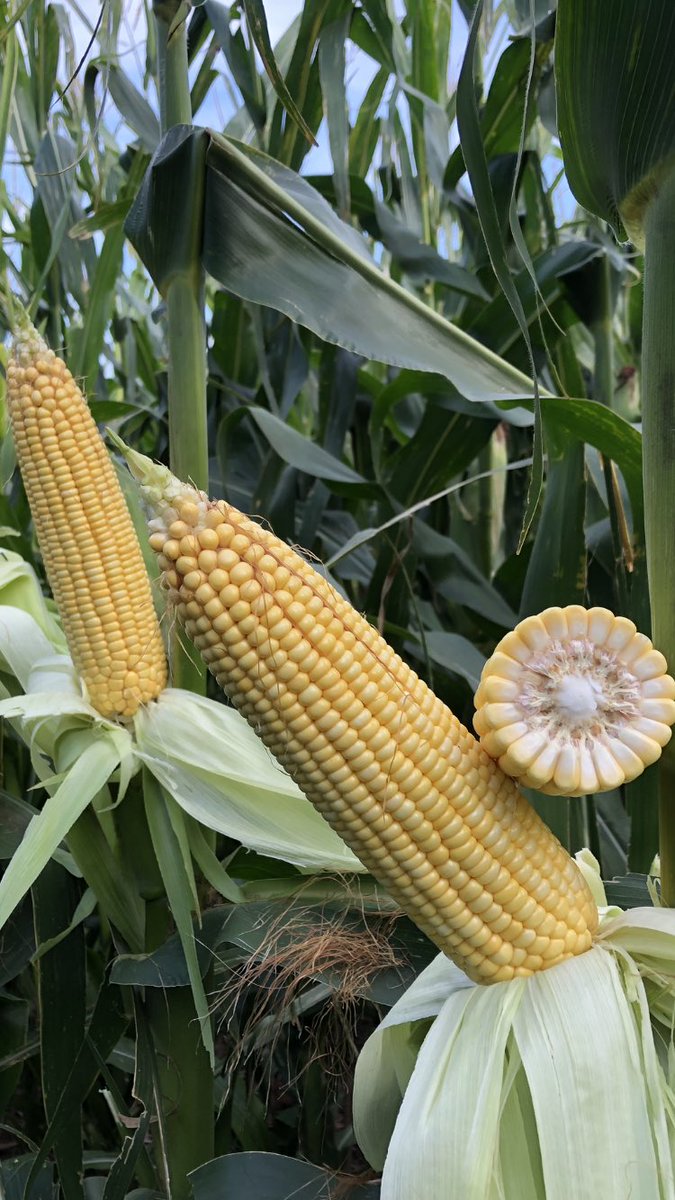 JonathanDansel's tweet photo. Walking my plots today taking notes...gonna be some heavy hitters in the 16 & 18K semi irrigated #corn plots from @LGSeeds and @Asgrow_DEKALB Could be wrong but think most will break 200 bu @ 18K drop, some at 16K even #lowpopmofia #earflex #ballbats #ROI https://t.co/ccznsqecCk