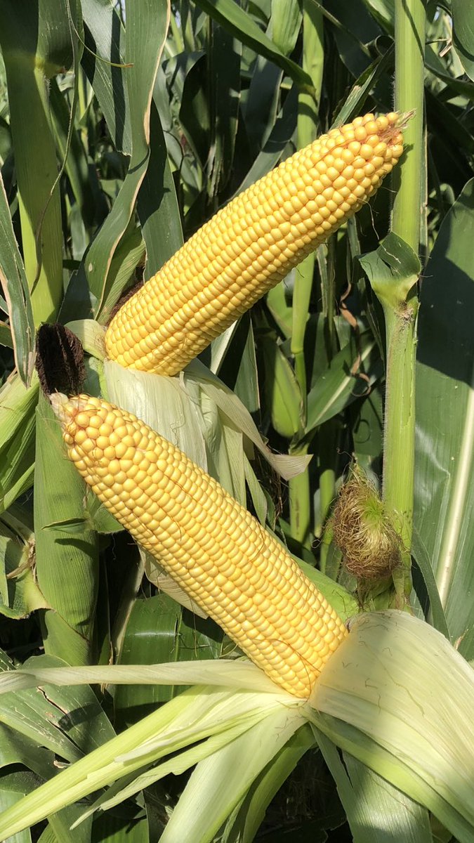 JonathanDansel's tweet photo. Walking my plots today taking notes...gonna be some heavy hitters in the 16 & 18K semi irrigated #corn plots from @LGSeeds and @Asgrow_DEKALB Could be wrong but think most will break 200 bu @ 18K drop, some at 16K even #lowpopmofia #earflex #ballbats #ROI https://t.co/ccznsqecCk