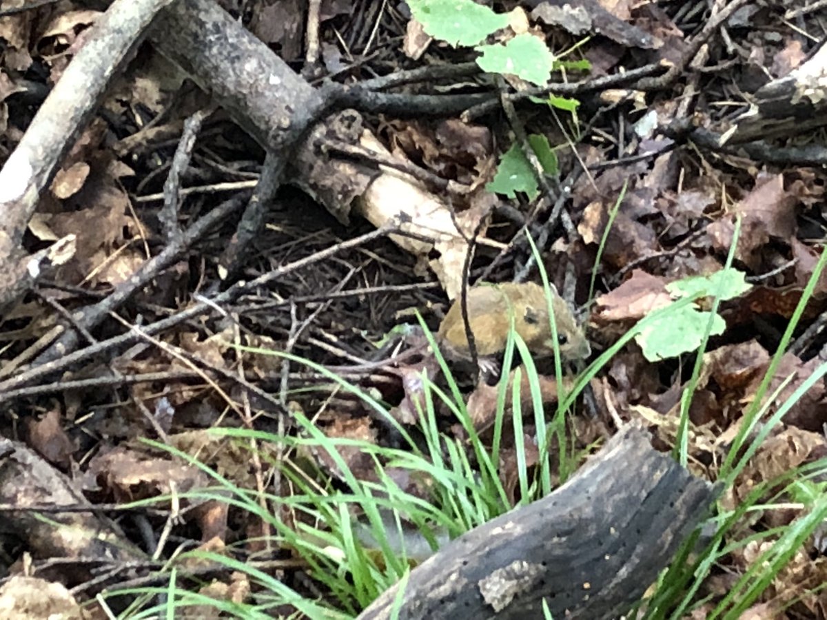 gsabrinus's tweet photo. Phenomenal day of #trapping! On one grid we had 25 mice for 25 traps, including this Woodland Jumping Mouse (Napaeozapus insignis). #mastertrapper #fieldwork #popeco #somanymice #micematter @NDFieldEcology https://t.co/eOeZ1qhIhP
