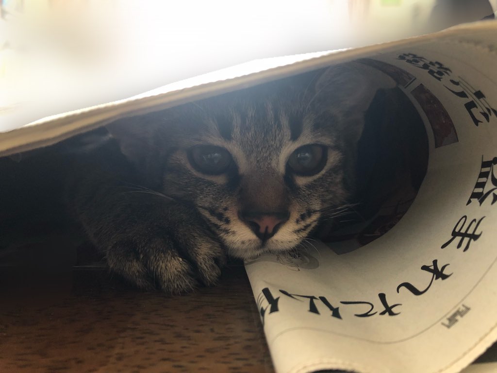 Fgo緊急メンテだからうちの猫を見て なぜか大量に猫画像などが貼られる かわいさに溢れて平和な世界へ Togetter