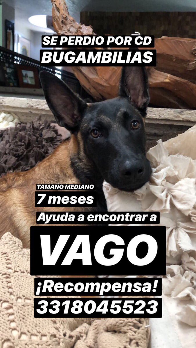Me llamo VAGO

me perdí en cd bugambilias en la calle remanso de las gardenias 

tengo 7 meses

#RECOMPENSA 

PORFAVOR AYUDAME A REGRESAR A CASA. 

#rt PORFAVOR!!!