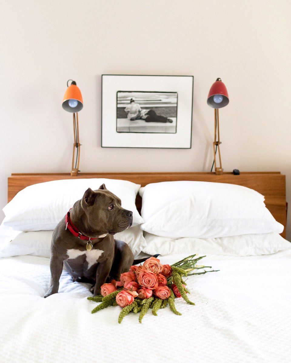 Dog days of summer ☀️ 🔥