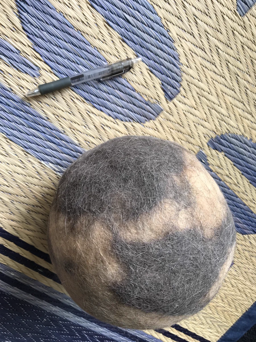 まるでスイカｗ猫の抜け毛で作ったマリモがでかすぎるｗｗｗ
