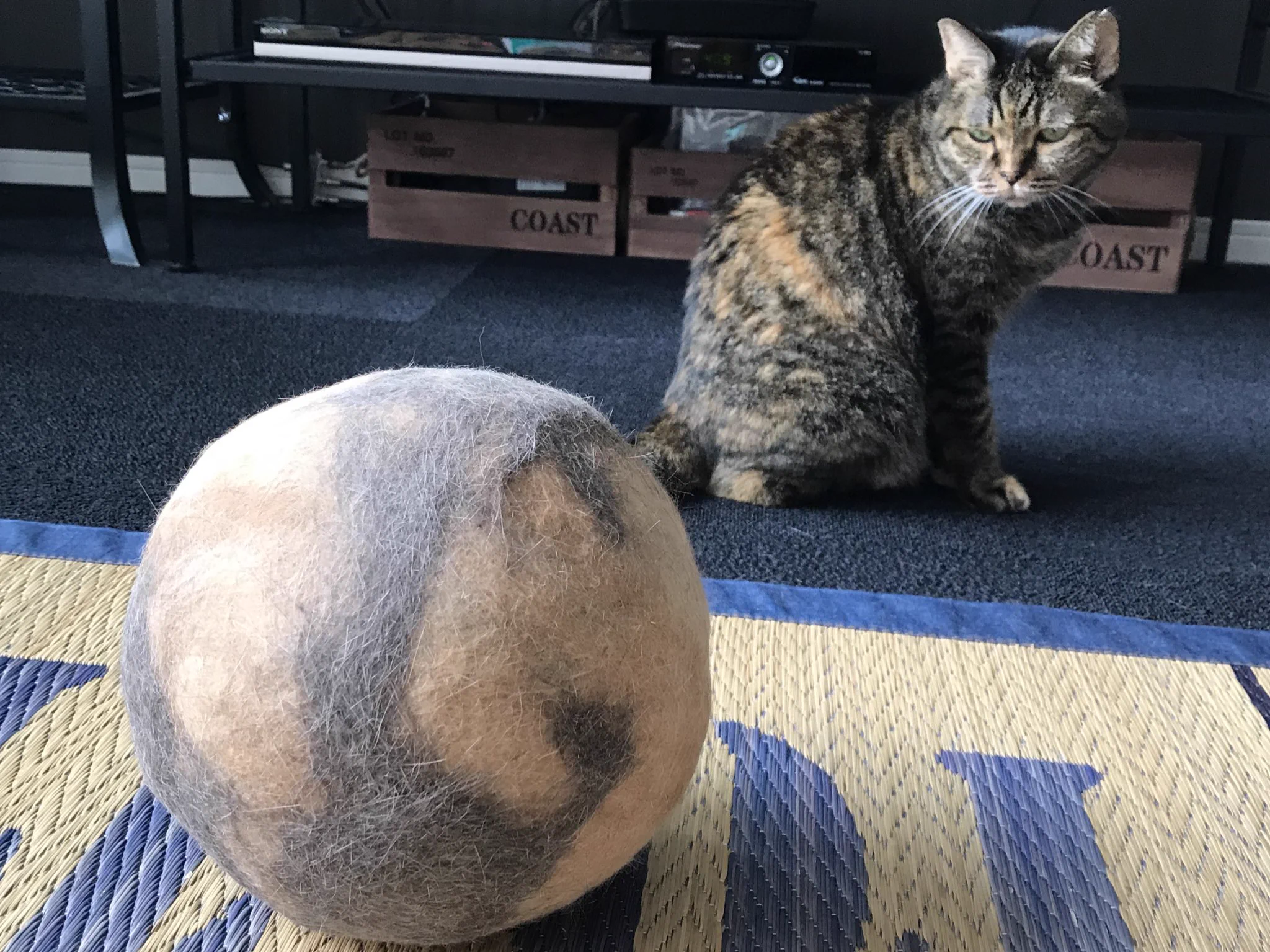 まるでスイカｗ猫の抜け毛で作ったマリモがでかすぎるｗｗｗ