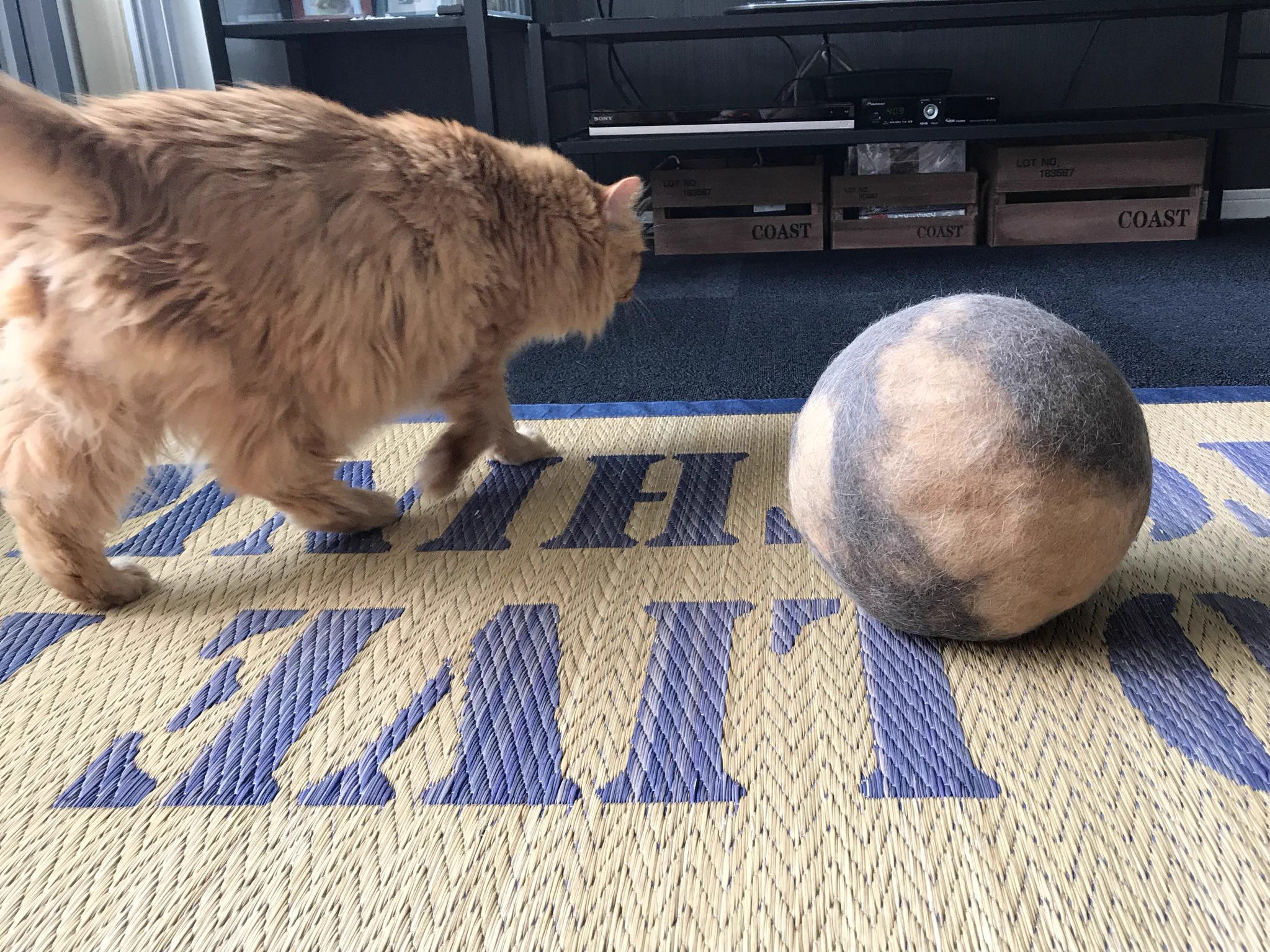 まるでスイカｗ猫の抜け毛で作ったマリモがでかすぎるｗｗｗ