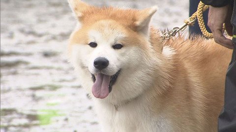 みずき 韓国の反応 日本の秋田犬 猟犬 から国家広報の 象徴 に 韓国人 秋田犬の起源は韓国です T Co Pejcnb97pf みずきの女子知韓宣言 海外の反応 みずき 韓国の反応 日本の秋田犬 猟犬 から国家広報の 象徴 に 韓国人 秋田犬の起源は韓国です T Co Pejcnb97pf みずきの女子知韓宣言 海外の反応