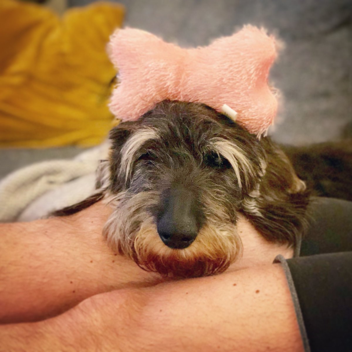 winstonwaffles's tweet photo. My roommates are jerks. https://t.co/kRNxN6qvZ1