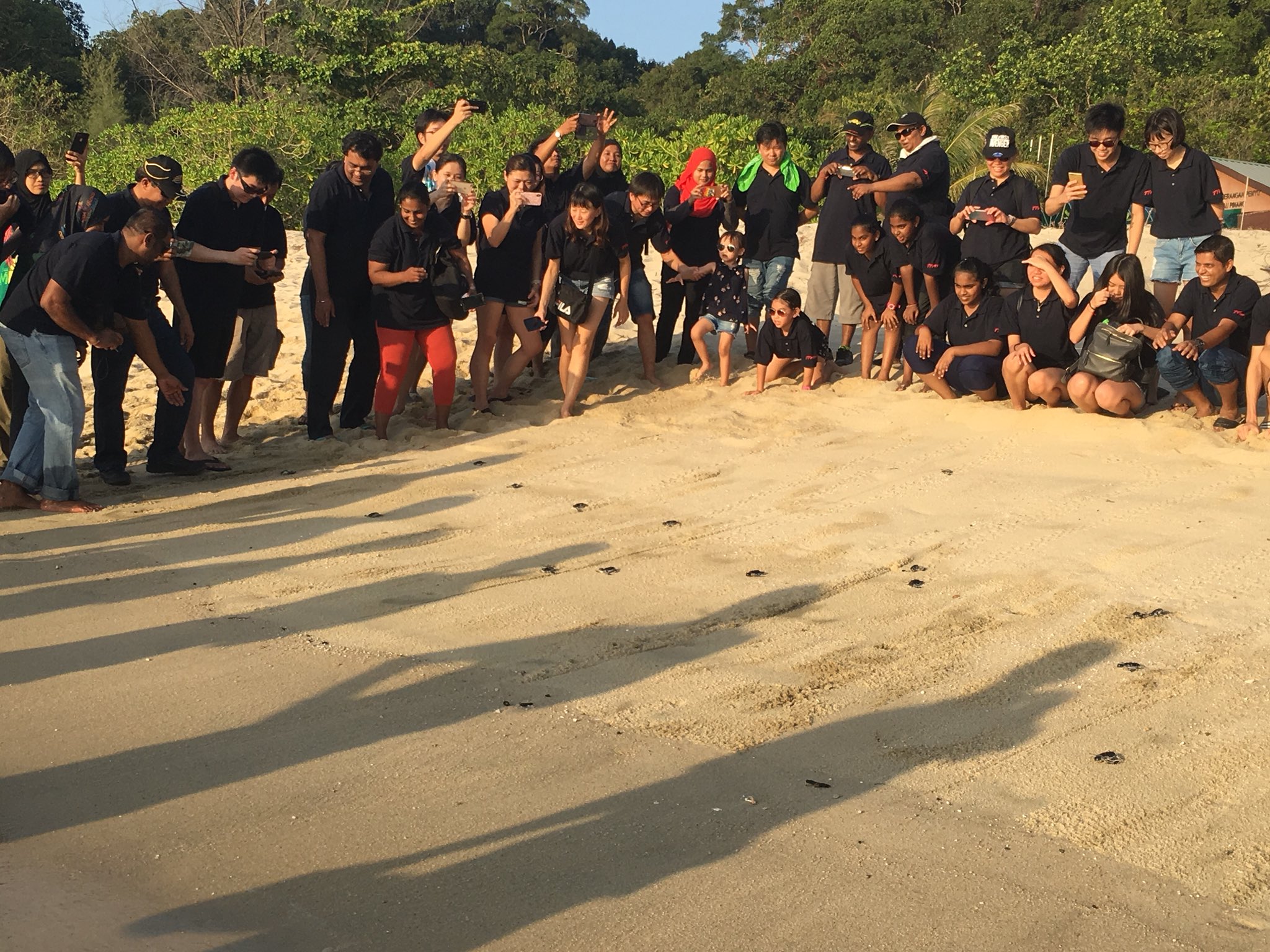 Pantai Kerachut Turtle Conservation & Information on Twitter 