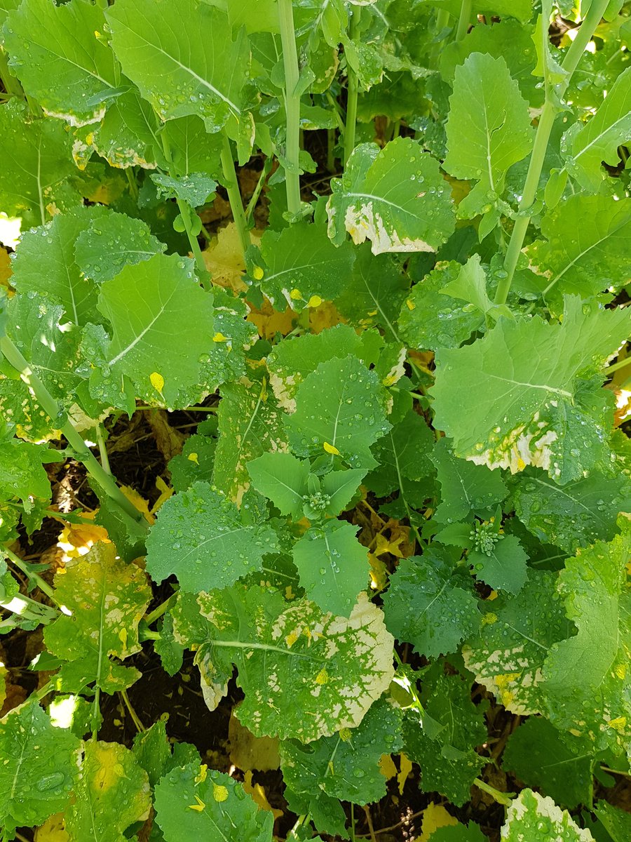 I'm fielding a few questions about this, so to make things clear: Aviator Xpro is safe to use with UAN or NS products for sclero timing (flowering) in canola. Pics are from a grower demo in Narra Tarra near Geraldton this week. <a href="/Bayer4CropsAU/">Bayer AU 🇦🇺 | Crop Science</a> <a href="/Richard1quinlan/">Richard Quinlan</a> <a href="/grantcropcircl1/">Grant Thompson</a>